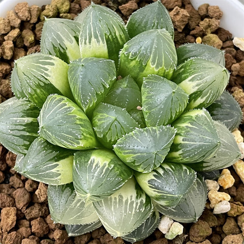 Haworthia Flower Crystal x Mochi Gyokuro SP variegated plant from seeds