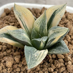 Haworthia Comptoniana variegated