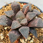 Haworthia Hybrid 'Morning Dew' Plant from seeds