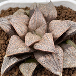 Haworthia Splendens Pink Lady