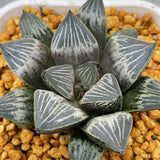 Haworthia White Peach Other