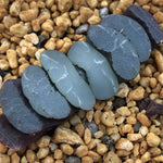 Haworthia Truncata  'Everbright Moon'