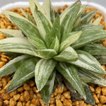 Haworthia Cloracantha variegated