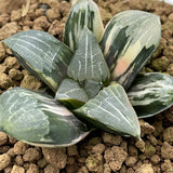 Haworthia Correcta Variegated Plant From Offsets
