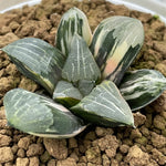 Haworthia Correcta Variegated Plant From Offsets
