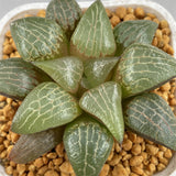 Haworthia Comptoniana Cowebbing