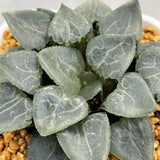Haworthia Correcta Quartz Big Size