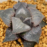 Haworthia Badia 'Shutendouji’