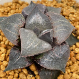 Haworthia Badia 'Shutendouji’