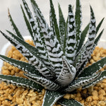 Haworthia Hard Leaf