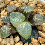 Haworthia Correcta Jade Toad