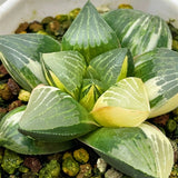 Haworthia Correcta SP Lark Variegated S Plant from offsets