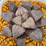 Haworthia Picta 'Colourful Skin’