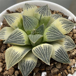 Haworthia Reverse Variegated Nice Quality