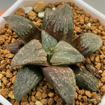 Haworthia Hybrid 'Killer Whale' Plant from seeds