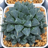 Haworthia 'Shinkorizato' Other