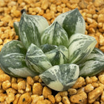 Haworthia Mutica Hybrid Variegated