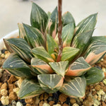 Haworthia Correcta Hybrid Variegated Plant from offsets