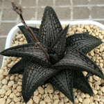 Haworthia  Hard Leaf Kintaikyo Mother Plant