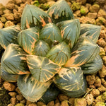 Haworthia Obtusa OM Variegated