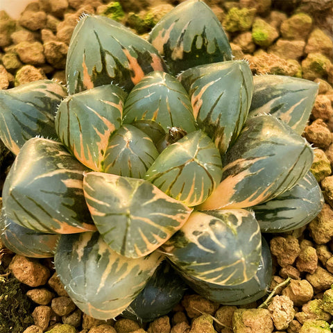 Haworthia Obtusa OM Variegated