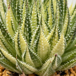 Aloe Aristata variegated
