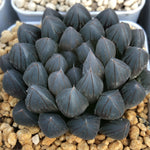 Haworthia Black Obtusa Big Size Other