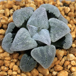 Haworthia Pygmaea ‘Powder Snow' & 'Konayuki'