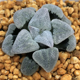 Haworthia Pygmaea ‘Powder Snow' & 'Konayuki'