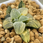 Haworthia Pygmaea Hagiwara Variegated