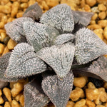 Haworthia Pygmaea 'Pink Beauty'