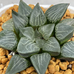 Haworthia Correcta Hanakage