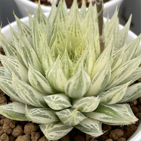 Haworthia Decipiens reversed variegated Big size