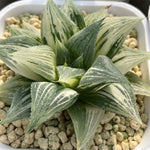 Haworthia Variegated 'Badia' Big Size