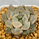 Haworthia Cooperi Ghost Other