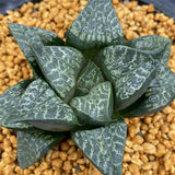 Haworthia Comptoniana 'Karakusa Jishi'