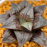 Haworthia Taketora Other