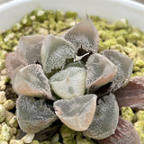 Haworthia Mutant 'Hakuteijyo' other