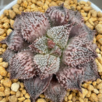 Haworthia Wimii Rainbow City