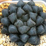 Haworthia Obtusa 'Dragon Claw' Other