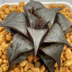 Haworthia  Badia  'Hakuhou'