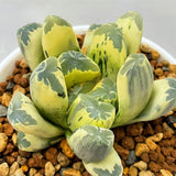 Haworthia Maughanii Reverse Variegated plant from offsets