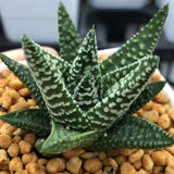 Haworthia Hard Leaf