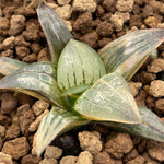 Haworthia Aboukyu Variegated