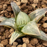 Haworthia Aboukyu Variegated