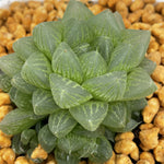 Haworthia Turgida var. Suberecta Other