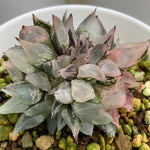 Haworthia Ice Queen Fascicles