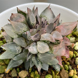 Haworthia Ice Queen Fascicles