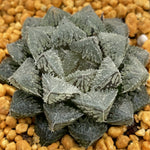 Haworthia Magic Thron Other