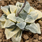 Haworthia Pygmaea Princess variegated Small size ones for sale plant from offsets